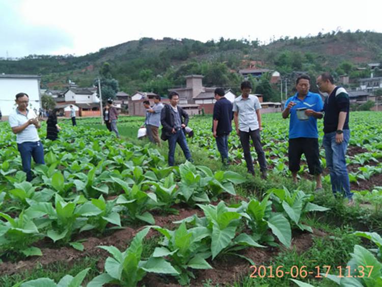 云南烟草公司检查组检查巍山蚜茧蜂防治烟蚜技术推广工作（图）