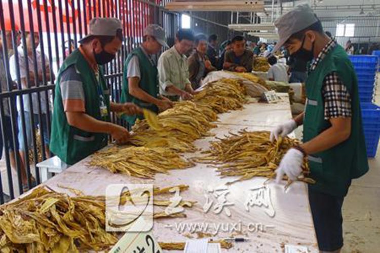 云南：烟叶商品化烘烤的“新平模式”