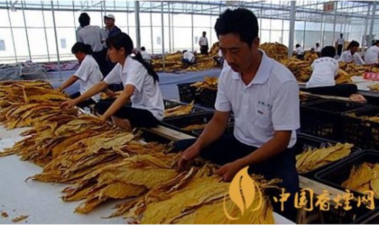 70年烟草变化 新中国成立以来烟草行业发展综述